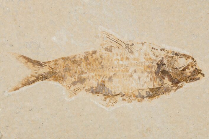 Detailed Fossil Fish (Knightia) - Wyoming #204482